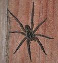 Lycosa_musgravei_F1689_Z_80_Oaklands Park_Australie